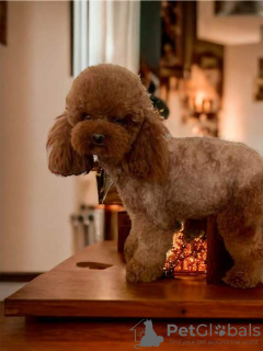 Photo №1. poodle (toy) - for sale in the city of Werbass | negotiated | Announcement № 96426