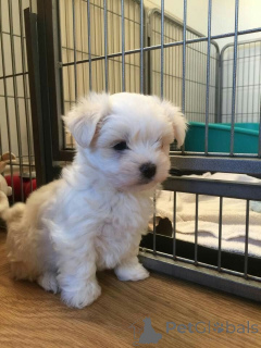 Photo №1. maltese dog - for sale in the city of Maryland City | 700$ | Announcement № 147662