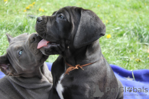 Photo №3. sale of puppies. Belarus