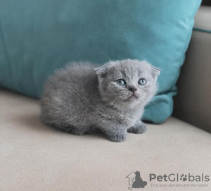 Photo №2 to announcement № 100117 for the sale of scottish fold - buy in United States private announcement
