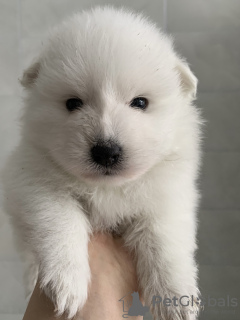 Japanese Spitz For Sale In The City Of Dnipro Ukraine Price Negotiated Announcement 3306