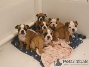 Photo №1. english bulldog - for sale in the city of Berlin | 370$ | Announcement № 88481