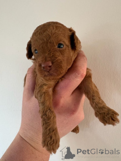 Photo №1. poodle (toy) - for sale in the city of Hamburg | negotiated | Announcement № 171195