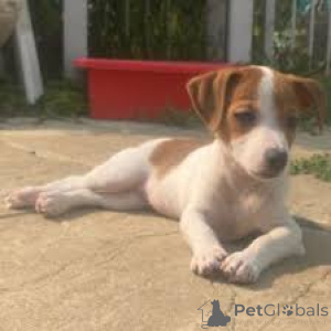 Photo №2 to announcement № 163315 for the sale of jack russell terrier - buy in France private announcement, breeder