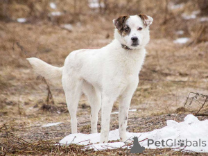 Photo №3. Miniature sofa dog Dafi is looking for a home. Russian Federation