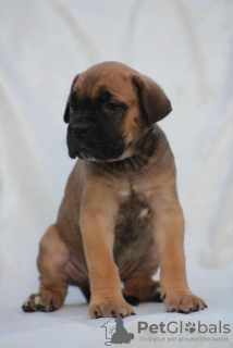 Photo №1. cane corso - for sale in the city of Belgrade | negotiated | Announcement № 111066