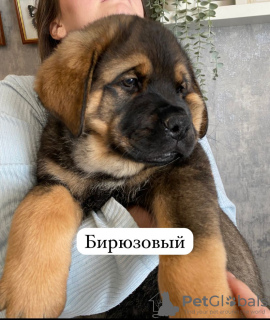 Photo №3. Rottweiler puppies. Russian Federation