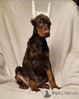 Photo №1. dobermann - for sale in the city of Hamburg | 847$ | Announcement № 146458