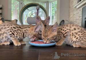 Photo №2 to announcement № 30180 for the sale of savannah cat - buy in Russian Federation private announcement