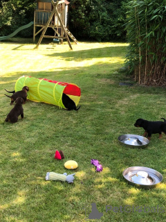 Photo №3. Dobermann Puppies. Sweden