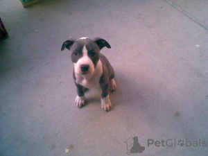 Photo №3. Bull Terrier puppies for sale- pups. Netherlands