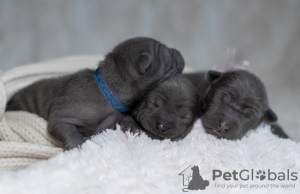 Photo №2 to announcement № 7358 for the sale of labrador retriever - buy in Russian Federation breeder