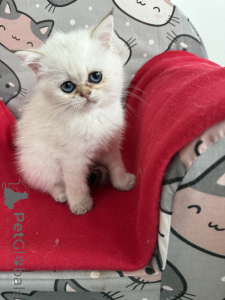 Photo №4. I will sell exotic shorthair in the city of Zgierz.  - price - 492$