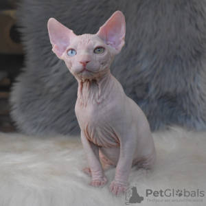 Photo №2 to announcement № 17778 for the sale of sphynx cat - buy in Ukraine from nursery