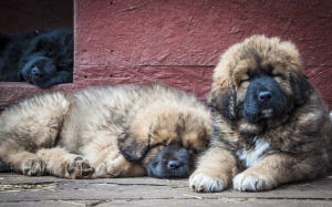 Photo №2 to announcement № 6255 for the sale of tibetan mastiff - buy in Russian Federation breeder