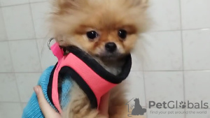 Photo №3. Mini Pomeranian. Turkey