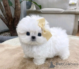 Photo №1. maltese dog - for sale in the city of Bern | 423$ | Announcement № 111992