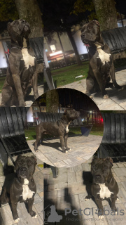 Additional photos: American Bully XL