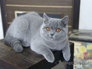 Photo №3. Stunning Show-Quality Blue British Shorthair Female (10 Months) CREATOR Cattery . Netherlands