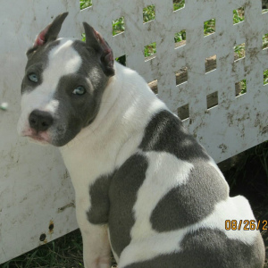 Photo №1. american staffordshire terrier - for sale in the city of Krasnoyarsk | 603$ | Announcement № 3319