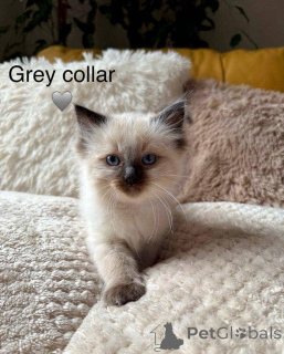 Photo №3. Purebred Ragdoll kittens available for adoption.. Ireland