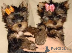 Photo №1. yorkshire terrier - for sale in the city of Agios Nikolaos | 423$ | Announcement № 96215