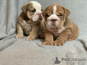 Photo №1. english bulldog - for sale in the city of Berlin | 475$ | Announcement № 117940