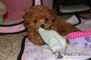 Photo №2 to announcement № 133285 for the sale of poodle (toy) - buy in Netherlands 
