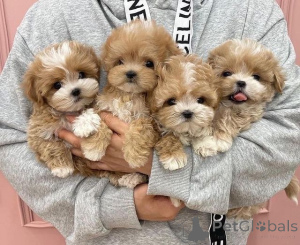 Photo №1. maltipu - for sale in the city of New York | Is free | Announcement № 146689