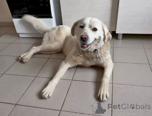 Photo №4. I will sell non-pedigree dogs in the city of Moskova. private announcement - price - Is free
