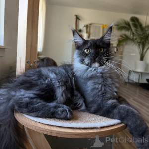 Photo №1. maine coon - for sale in the city of BeauFort | negotiated | Announcement № 155393
