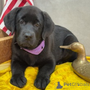 Photo №2 to announcement № 166026 for the sale of labrador retriever - buy in Germany breeder