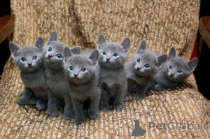 Photo №1. russian blue - for sale in the city of Trinidad-Porhoët | negotiated | Announcement № 173610