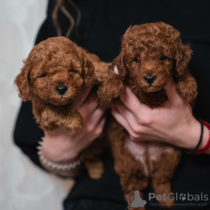 Photo №1. poodle (dwarf) - for sale in the city of Бачка-Паланка | negotiated | Announcement № 71931