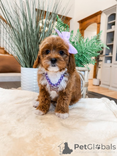 Photo №1. labradoodle - for sale in the city of Bellinzona | 671$ | Announcement № 157473