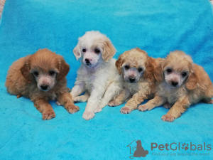 Photo №1. poodle (toy) - for sale in the city of Minsk | 1785$ | Announcement № 9800
