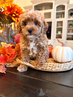 Photo №1. labradoodle - for sale in the city of Bertrand | 671$ | Announcement № 157471