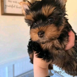 Photo №3. Amazing Yorkie puppies Business WhatsApp 37256062792. Finland