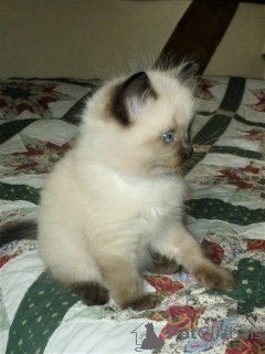 Photo №3. 2 Ragdoll Kittens male and female available for Sale. Spain