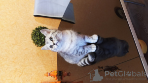 Photo №4. I will sell british shorthair in the city of Yaroslavl. from nursery - price - negotiated