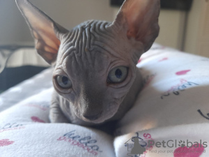 Photo №1. sphynx-katze - for sale in the city of Daugavpils | negotiated | Announcement № 24620