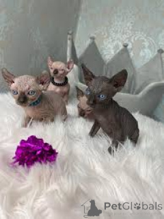 Photo №2 to announcement № 165578 for the sale of sphynx-katze - buy in Belgium private announcement, breeder