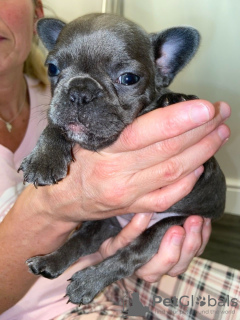 Photo №2 to announcement № 31237 for the sale of french bulldog - buy in United States breeder