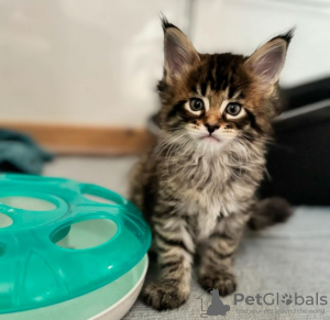 Photo №2 to announcement № 116869 for the sale of maine coon - buy in Switzerland 