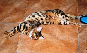 Photo №2 to announcement № 4250 for the sale of bengal cat - buy in Russian Federation from nursery