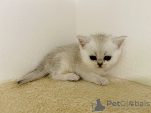 Additional photos: Golden British chinchillas with PP