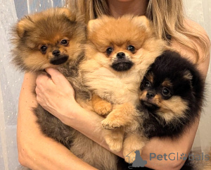 Photo №1. pomeranian - for sale in the city of Vienna | 329$ | Announcement № 149299
