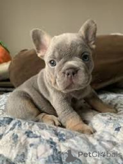 Photo №1. french bulldog - for sale in the city of Liverpool | 599$ | Announcement № 165538