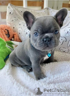 Photo №2 to announcement № 123308 for the sale of french bulldog - buy in Finland private announcement