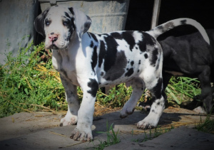 Photo №1. great dane - for sale in the city of Abakan | 645$ | Announcement № 3456